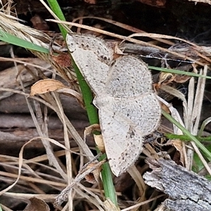 Taxeotis intextata at Goulburn, NSW - 6 Nov 2024 04:30 PM