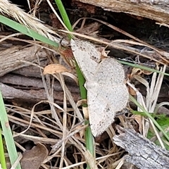 Taxeotis intextata at Goulburn, NSW - 6 Nov 2024 04:30 PM