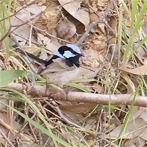 Malurus cyaneus at Gundaroo, NSW - 2 Nov 2024 11:05 AM