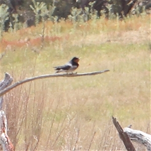 Hirundo neoxena at Gundaroo, NSW - 2 Nov 2024 11:08 AM