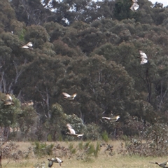 Chenonetta jubata (Australian Wood Duck) at Gundaroo, NSW - 2 Nov 2024 by ConBoekel