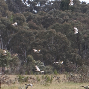 Chenonetta jubata at Gundaroo, NSW - 2 Nov 2024 11:09 AM