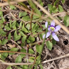 Isotoma fluviatilis subsp. australis (Swamp Isotome) at Gundaroo, NSW - 2 Nov 2024 by ConBoekel