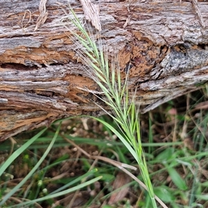 Vulpia sp. at Goulburn, NSW - 6 Nov 2024