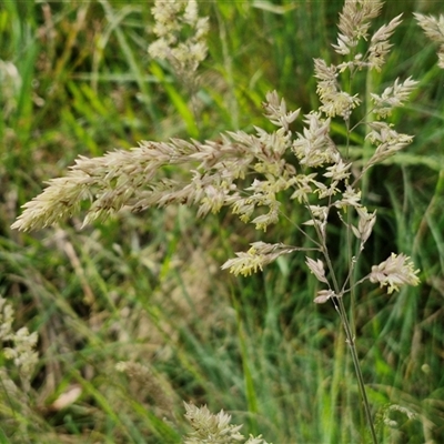 Holcus lanatus (Yorkshire Fog) at Goulburn, NSW - 6 Nov 2024 by trevorpreston