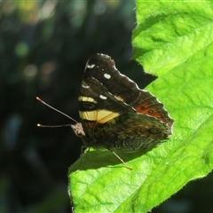 Vanessa itea (Yellow Admiral) at Flynn, ACT - 6 Nov 2024 by Christine