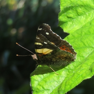 Vanessa itea (Yellow Admiral) at Flynn, ACT - 5 Nov 2024 by Christine