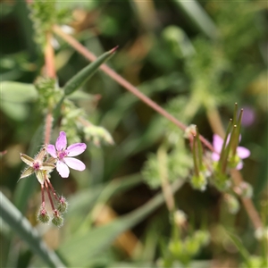 Erodium cicutarium at Gundaroo, NSW - 2 Nov 2024