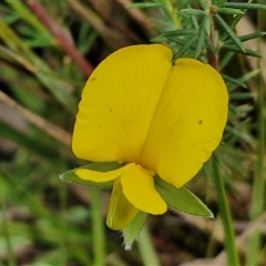 Gompholobium huegelii (pale wedge–pea) at Goulburn, NSW - 6 Nov 2024 by trevorpreston