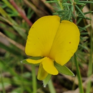 Gompholobium huegelii at Goulburn, NSW - 6 Nov 2024