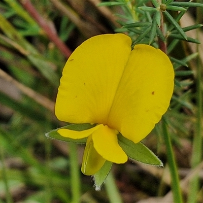 Gompholobium huegelii (pale wedge–pea) at Goulburn, NSW - 6 Nov 2024 by trevorpreston