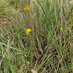 Gompholobium huegelii at Goulburn, NSW - 6 Nov 2024