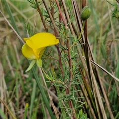 Gompholobium huegelii at Goulburn, NSW - 6 Nov 2024