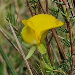 Gompholobium huegelii at Goulburn, NSW - 6 Nov 2024