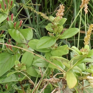 Lonicera japonica at Gundaroo, NSW - 2 Nov 2024