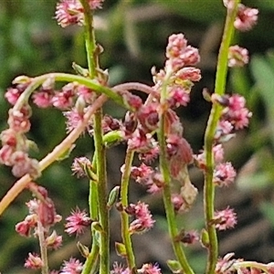 Haloragis heterophylla at Goulburn, NSW - 6 Nov 2024 04:26 PM