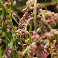 Haloragis heterophylla at Goulburn, NSW - 6 Nov 2024 04:26 PM