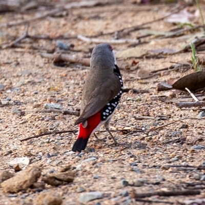 Stagonopleura guttata (Diamond Firetail) at Wallaroo, NSW - 6 Nov 2024 by Jek