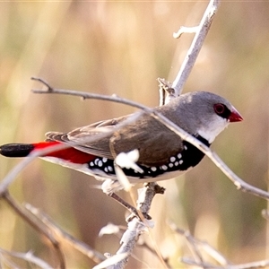 Stagonopleura guttata at Wallaroo, NSW - 6 Nov 2024