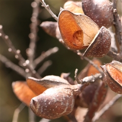 Hakea decurrens subsp. decurrens (Bushy Needlewood) at Gundaroo, NSW - 2 Nov 2024 by ConBoekel