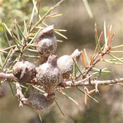 Hakea decurrens subsp. decurrens at Gundaroo, NSW - 2 Nov 2024