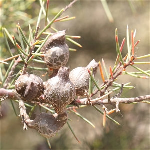 Hakea decurrens subsp. decurrens at Gundaroo, NSW - 2 Nov 2024 11:53 AM