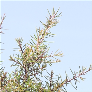 Hakea decurrens subsp. decurrens at Gundaroo, NSW - 2 Nov 2024