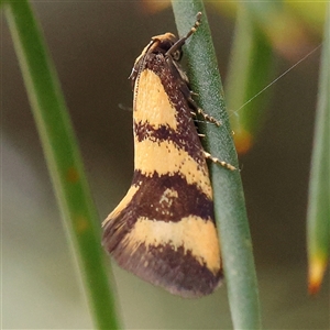 Olbonoma triptycha at Gundaroo, NSW - 2 Nov 2024 11:57 AM