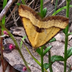 Anachloris subochraria (Golden Grass Carpet (Ennominae)) at Goulburn, NSW - 6 Nov 2024 by trevorpreston