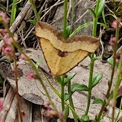 Anachloris subochraria at Goulburn, NSW - 6 Nov 2024 04:26 PM