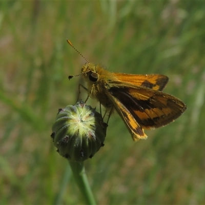 Ocybadistes walkeri (Green Grass-dart) at Wallaroo, NSW - 1 Nov 2024 by Christine