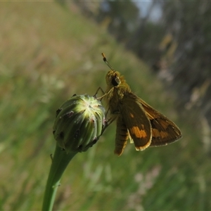 Ocybadistes walkeri at Wallaroo, NSW - 1 Nov 2024 12:33 PM