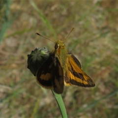 Ocybadistes walkeri at Wallaroo, NSW - 1 Nov 2024 12:33 PM