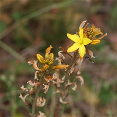 Bulbine bulbosa (Golden Lily, Bulbine Lily) at Gundaroo, NSW - 2 Nov 2024 by ConBoekel