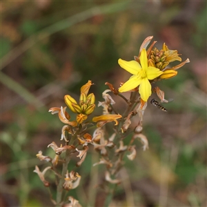 Bulbine bulbosa at Gundaroo, NSW - 2 Nov 2024 12:08 PM