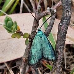 Pollanisus (genus) (A Forester Moth) at Goulburn, NSW - 6 Nov 2024 by trevorpreston