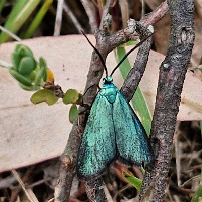 Pollanisus (genus) (A Forester Moth) at Goulburn, NSW - 6 Nov 2024 by trevorpreston