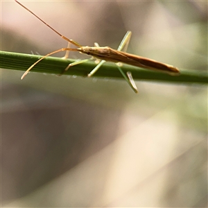 Mutusca brevicornis at Campbell, ACT - 6 Nov 2024