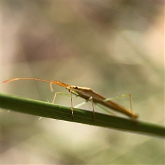 Mutusca brevicornis at Campbell, ACT - 6 Nov 2024