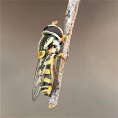 Simosyrphus grandicornis (Common hover fly) at Campbell, ACT - 6 Nov 2024 by Hejor1