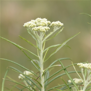 Cassinia longifolia at Gundaroo, NSW - 2 Nov 2024