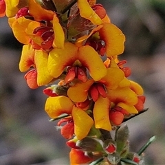 Dillwynia sericea (Egg And Bacon Peas) at Goulburn, NSW - 6 Nov 2024 by trevorpreston