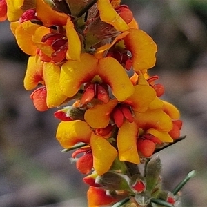 Dillwynia sericea at Goulburn, NSW - 6 Nov 2024 04:24 PM