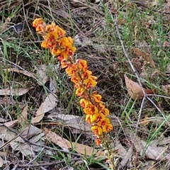 Dillwynia sericea at Goulburn, NSW - 6 Nov 2024 04:24 PM