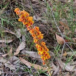 Dillwynia sericea at Goulburn, NSW - 6 Nov 2024 04:24 PM