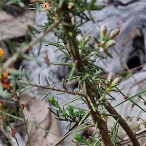 Dillwynia sericea at Goulburn, NSW - 6 Nov 2024 04:24 PM