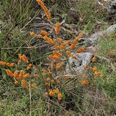 Dillwynia sericea at Goulburn, NSW - 6 Nov 2024 04:24 PM