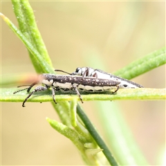 Rhinotia sp. (genus) (Unidentified Rhinotia weevil) at Gundaroo, NSW - 2 Nov 2024 by ConBoekel