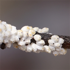 Eriococcus confusus (Gumtree scale) at Gundaroo, NSW - 2 Nov 2024 by ConBoekel