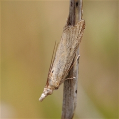 Faveria tritalis (Couchgrass Webworm) at Gundaroo, NSW - 2 Nov 2024 by ConBoekel